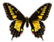 The Gratitude Call Audio Program