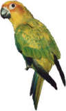 One Grateful Bird