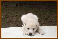 White Puppy
