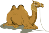 camel